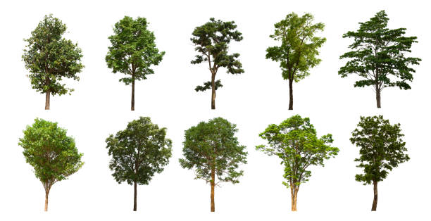istock isolated tree set is located on a white background. Collection of isolated tree on white background 1202170862
