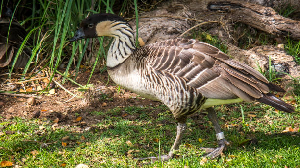 istock Nene Hawaiian State Bird Goose 1202171768