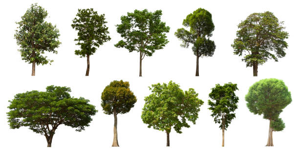istock isolated tree set is located on a white background. Collection of isolated tree on white background 1202172007
