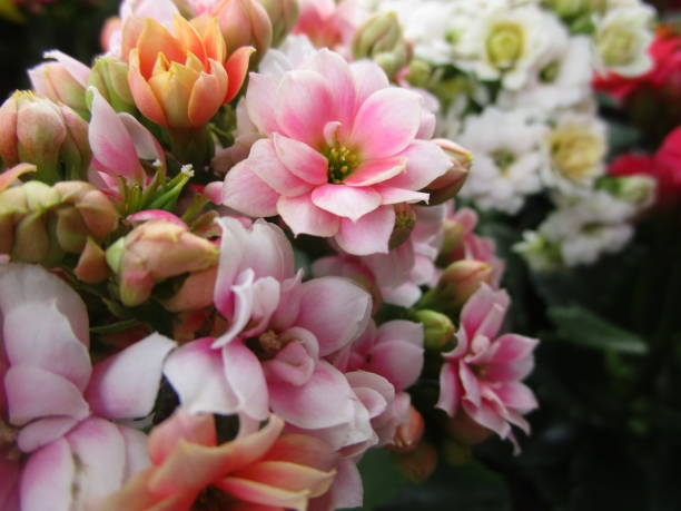 istock Colorful Kalanchoe Flowers 2019 1202172922