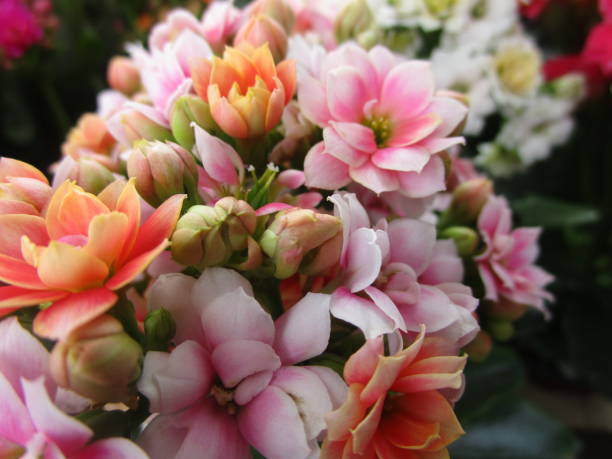 istock Colorful Kalanchoe Flowers 2019 1202172923