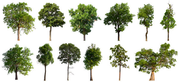 istock isolated tree set is located on a white background. Collection of isolated tree on white background 1202173945