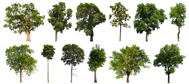 istock isolated tree set is located on a white background. Collection of isolated tree on white background 1202174938