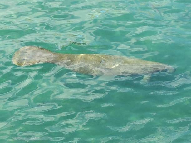 istock Manatee (Trichechus) - swimming in a Florida lagoon 1202179195