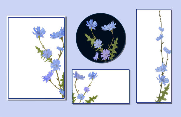 istock Set of horizontal, vertical and circular cards with chicory officinalis flowers. 1202182283