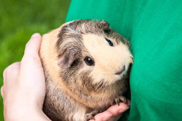 istock Cute Guinea pig beige and black sits on his hands 1202182717