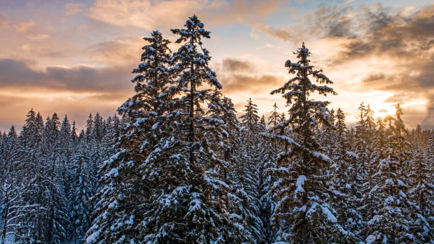 istock Sunset aerial over a snowy forest in Southeast Alaska 1202183719