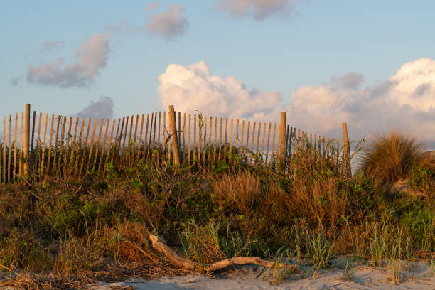 Detail of meadow and blue sky with copy space at the beach in Bergen, Netherlands.
