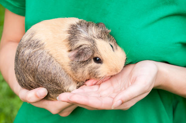 istock Cute Guinea pig beige and black sits on his hands 1202184024