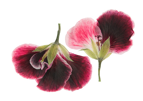 Pressed and dried pink delicate transparent flowers geranium (pelargonium), isolated on white background. For use in scrapbooking, floristry or herbarium.