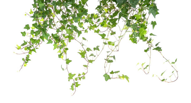 istock ivy leaves isolated on white 1202187066