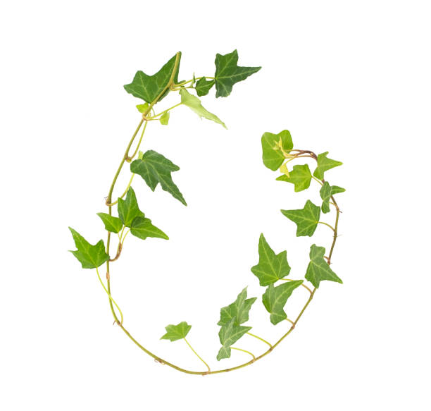 istock ivy leaves isolated on white 1202187386