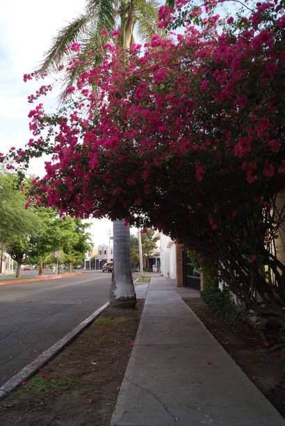 istock Bougainvillea on the street 1202188145