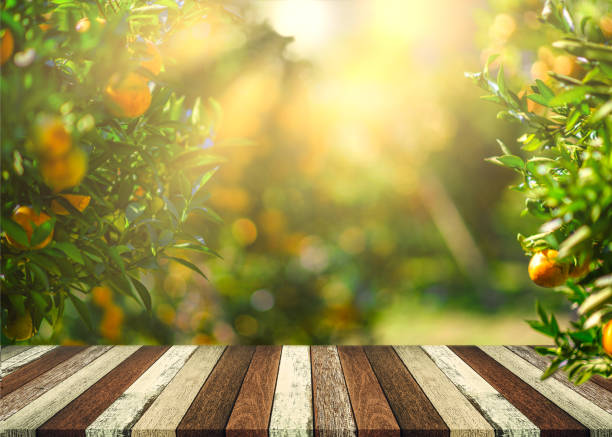 пустой деревянный стол со свободным пространством над апельсиновыми деревьями, оранжевый фон поля. для монтажа дисплея продукта - fruit orange citrus fruit food стоковые фото и изображения