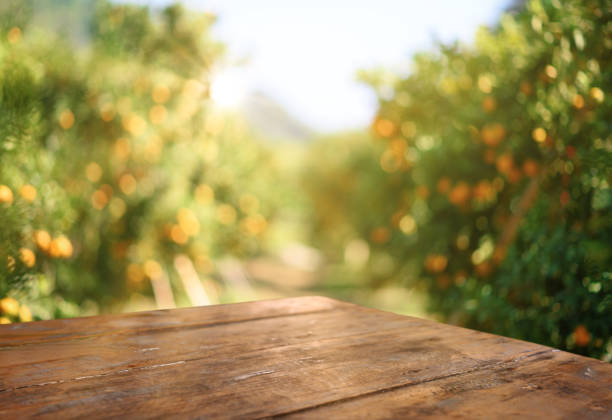 オレンジの木、オレンジフィールドの背景上の空きスペースを持つ空の木製のテーブル。製品表示モンタージュ用 - fruit freshness tree foods and drinks ストックフォトと画像