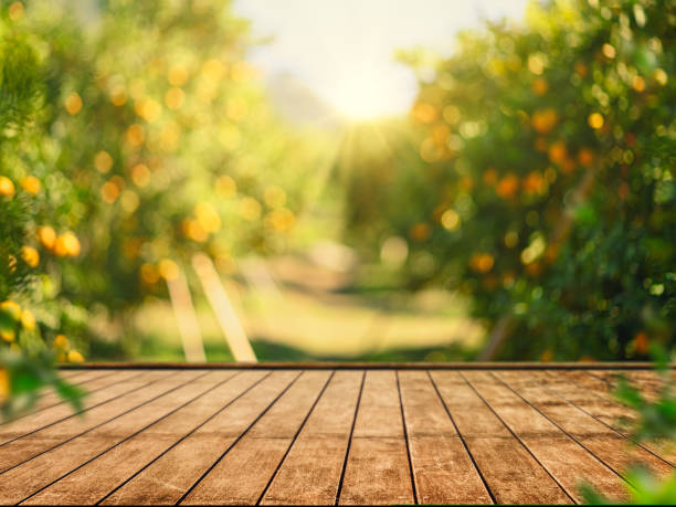 mesa de madeira vazia com espaço livre sobre laranjeiras, fundo de campo laranja. para montagem de exibição do produto - tangerine citrus fruit organic orange - fotografias e filmes do acervo