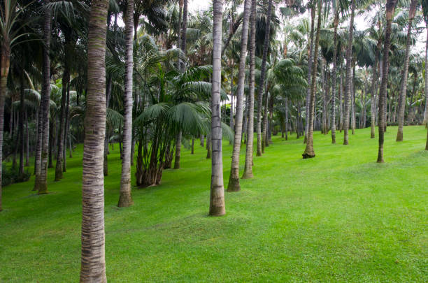 Green lawn in a palm grove