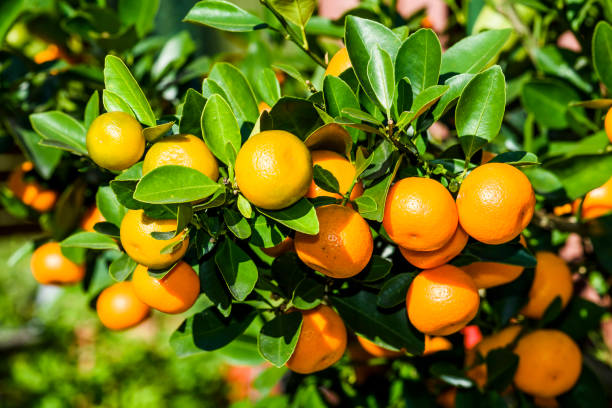 istock The fruit of the orange tree. 1202193653