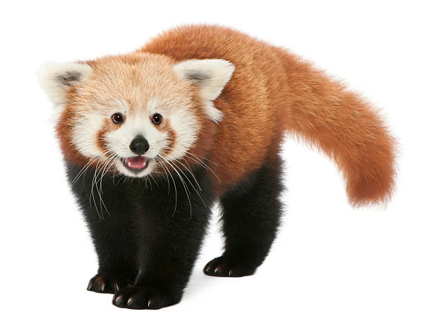 istock Young Red panda or Shining cat, Ailurus fulgens, white background. 120219367