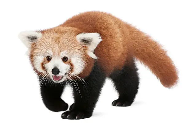 Photo of Young Red panda or Shining cat, walking, white background.