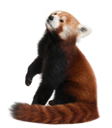 Old Red panda or Shining cat, Ailurus fulgens, 10 years old, in front of white background.