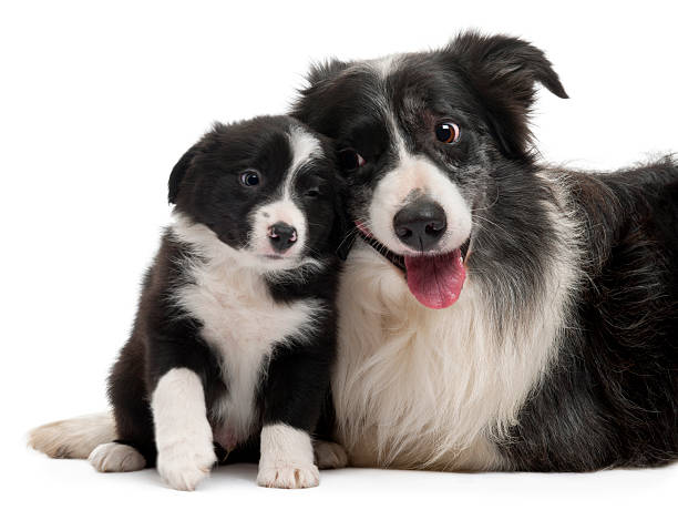 Front view of two Border Collies interacting, white background. Front view of two Border Collies interacting, white background. border collie puppies stock pictures, royalty-free photos & images