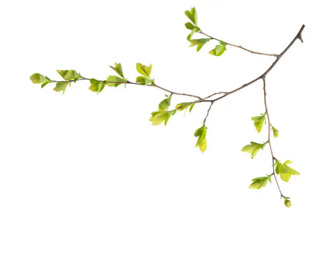 Branch with young green spring leaves isolated on white background.  Spiraea vanhouttei.