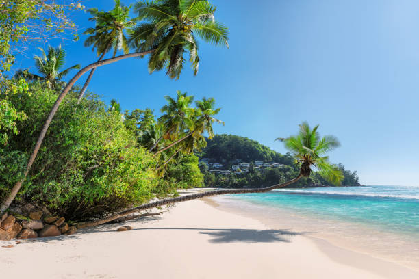 istock Beautiful tropical beach in Seychelles 1202196808