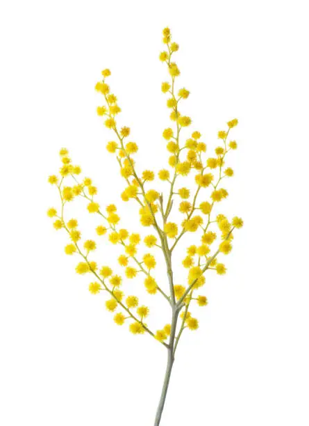 Branch of Mimosa flowers isolated on white background.