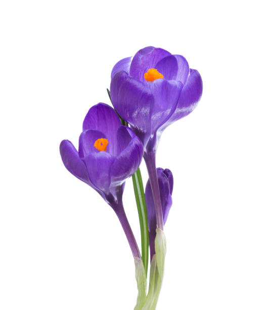 istock Flowers of crocus isolated on white background. 1202197774