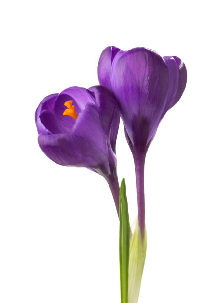 istock Two flowers of Crocus isolated on white background. 1202197778