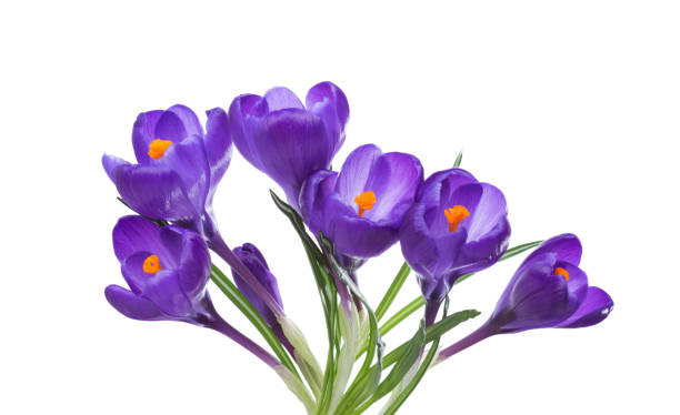 istock Flowers of crocus isolated on white background. 1202197782