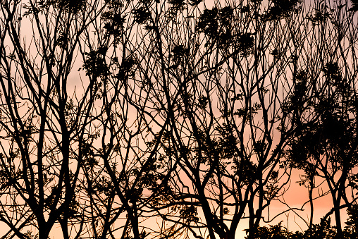 Tree's branches silhouette