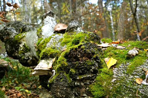 A fallen birch covered with moss. Photo picture