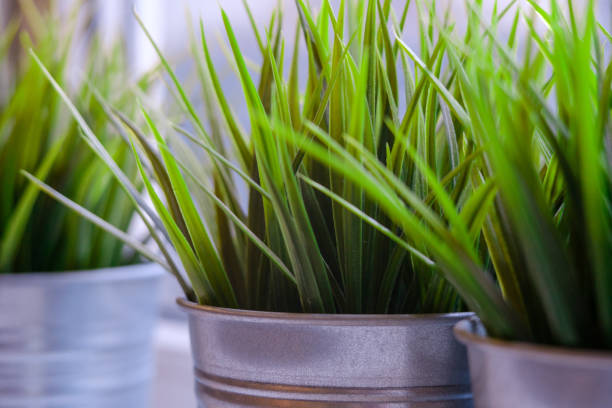 Sweet grass in a metallic pots on a windowsill. Hierochloe odorata, homeplant in a pot.