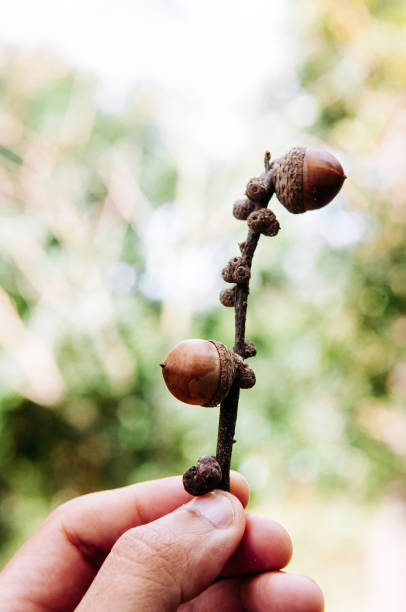 istock Hand holding Dried Acorns of oak tree on its branch 1202202649