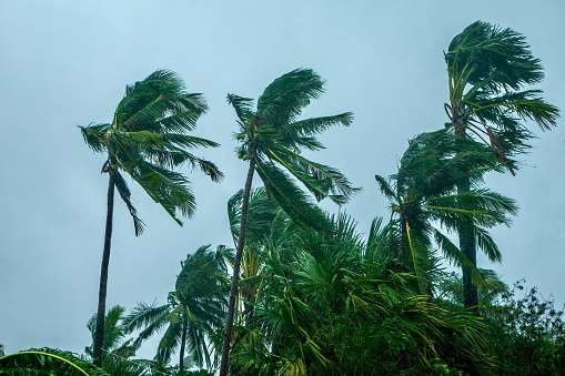 Palmeras de coco soplando en el viento durante un tifón. photo