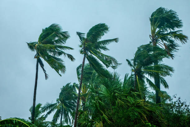 kokospalmen die in de wind tijdens een tyfoon blazen. - tyfoon stockfoto's en -beelden