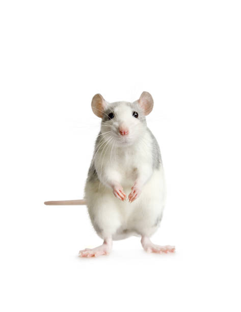 istock Cute rat standing on his hind legs over white 1202203371