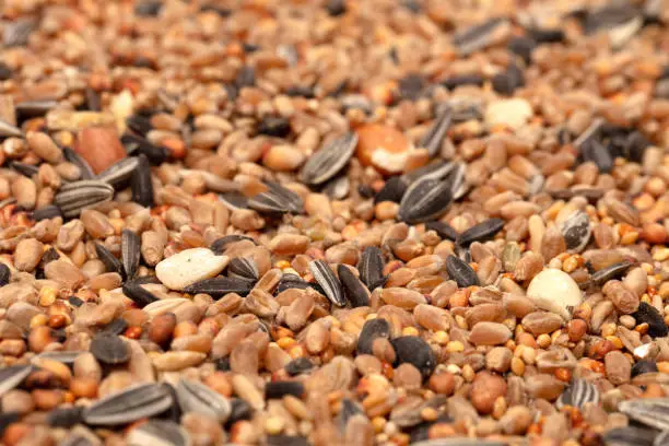 Birdfood - Mixed seeds, grain, nuts and corn, isolated