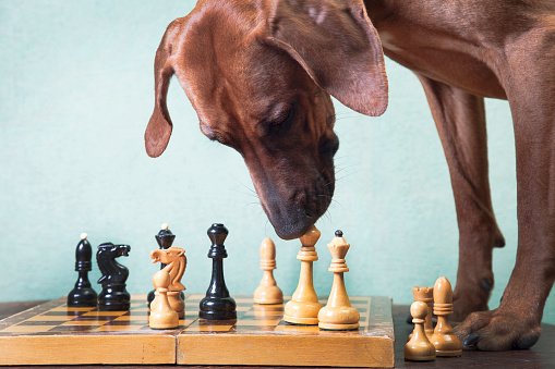 Trained ginger big dog, Rhodesian ridgeback breed, plays chess indoors, on a greenish background