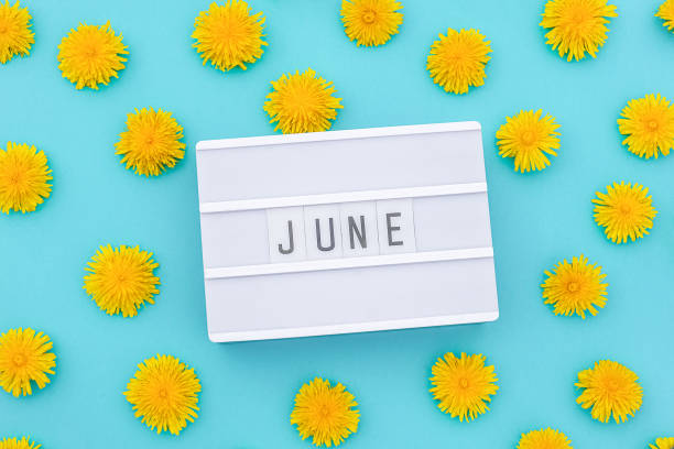 Text June on light box and yellow dandelions on blue background. Concept hello summer. Top view Flat lay stock photo
