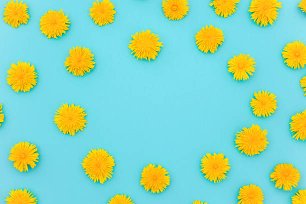 istock Flower composition. Floral frame of yellow dandelions on blue background. Flat lay Creative top view. Top-down composition. Copy space Template for postcard, invitation, lettering text or your design. 1202206468