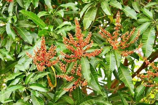Mango (Mangifera Indica) Flowers