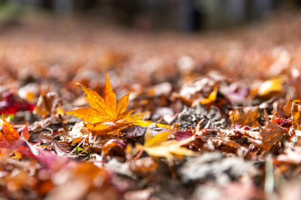 Red maple leaf fall on ground during autumn in Karuizawa, Japan
