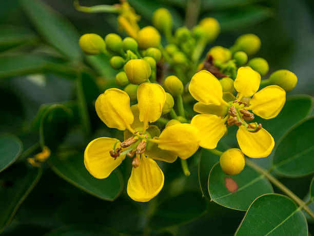 istock Close up Cassod tree or Senna siamea flower 1202207025