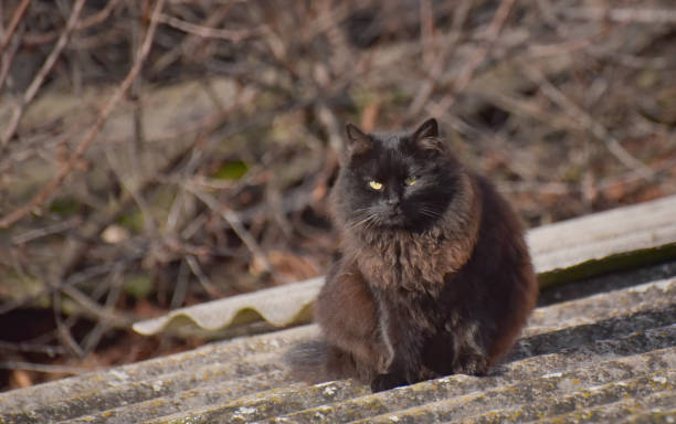 istock Portrait of a watching cat 1202211689