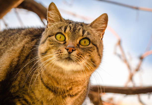 istock Portrait of a watching cat 1202211709