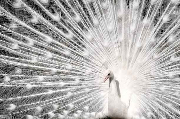 istock White peacock with open tail. Fauna background. 1202211784