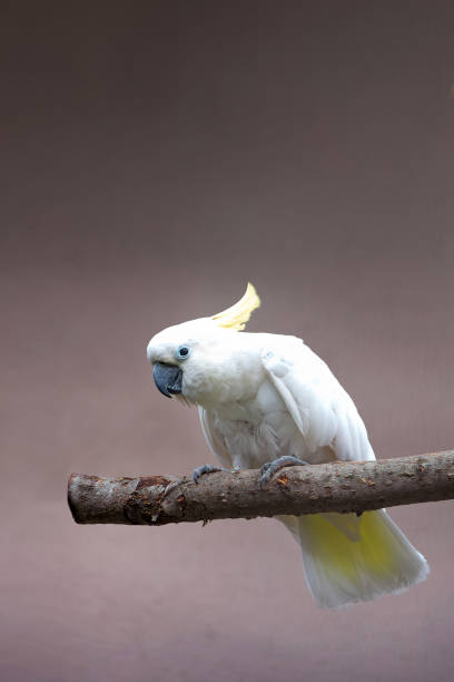 istock White cockatoo parrot sits on the tree branch 1202211794
